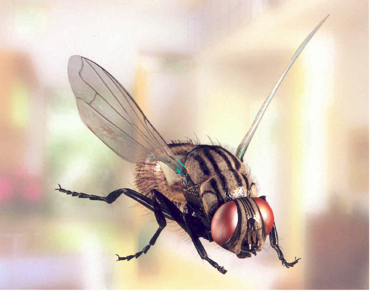 Мухи жужжат летают. Мухи жужжат летают. Мертвая муха. Дохлая муха. Полет мухи.